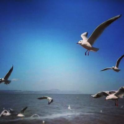 神圣联盟测试版下载